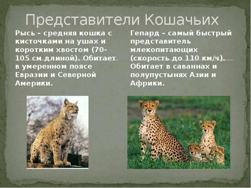Кошка отряд млекопитающих. Представители кошачьих. семейство кошачьих представители. отряд кошачьих представители. хищные представители семейства кошачьих.