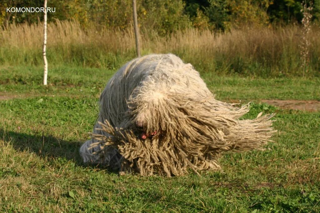 Древняя венгерская овчарка с дредами. Венгерская овчарка пули со стриженой шерстью. Венгерская овчарка 8 букв сканворд. Бергамская овчарка командор. Венгерская овчарка 4.