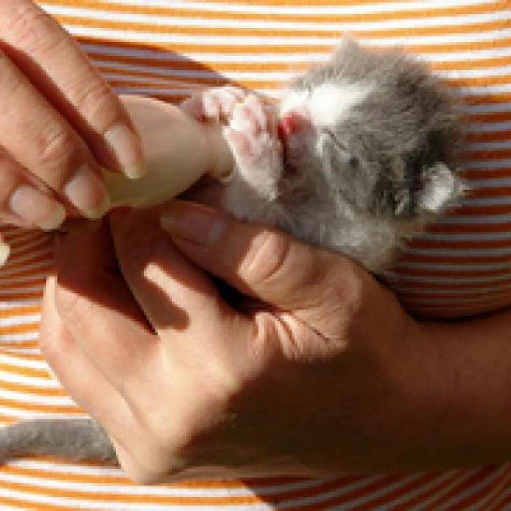 Вскармливание новорожденных котят. Новорожденные котята. 3х недельный котенок. Как выкормить новорожденного котенка