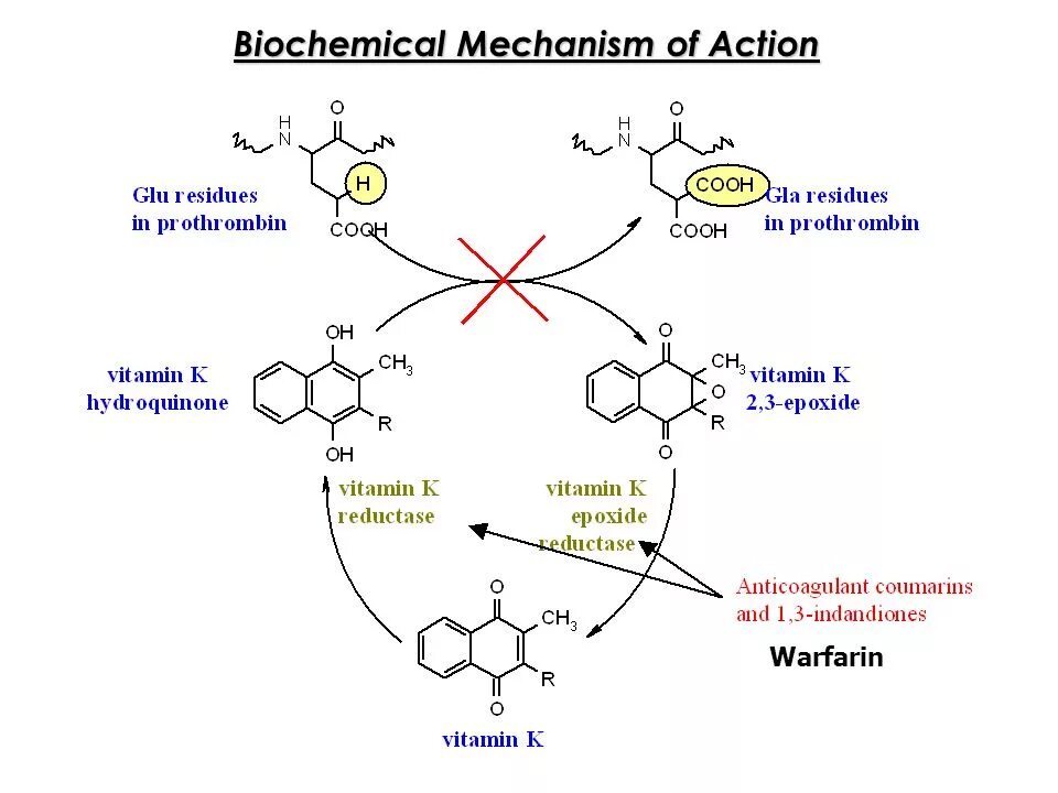 Mechanism of action. Warfarin mechanism of Action. Heparin mechanism of Action. Ethionamide mechanism of Action. Biochemistry mechanism.