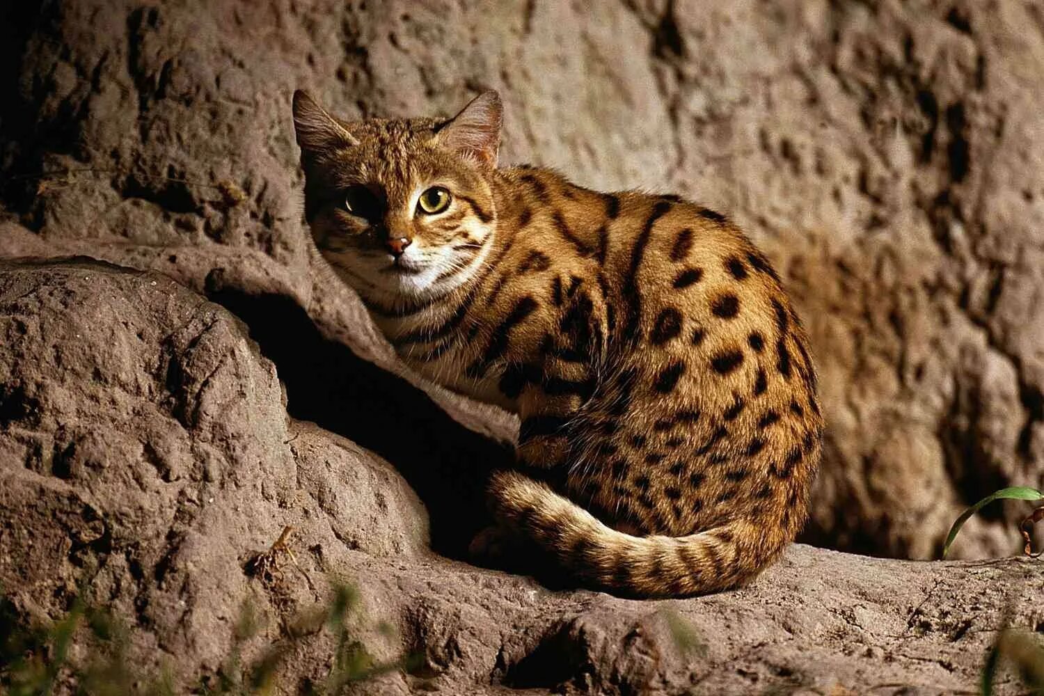 Муравьиный тигр кошка