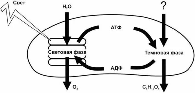 рассмотрите рисунок на котором представлена схема фотосинтеза. биосинтез углеводов биология 9 класс. схема фотосинтеза 6 класс биология. схема световой и темновой фазы фотосинтеза. схема процесса фотосинтеза 6 класс биология.