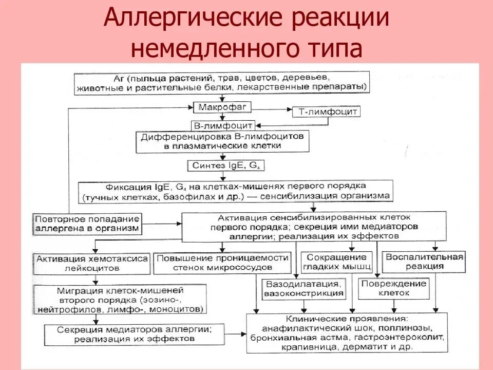 Реакция немедленного типа аллергия. Классификация аллергических реакций замедленного типа. Аллергическая реакция немедленного типа схема. Механизм развития аллергической реакции немедленного типа. Аллергия типы реакций