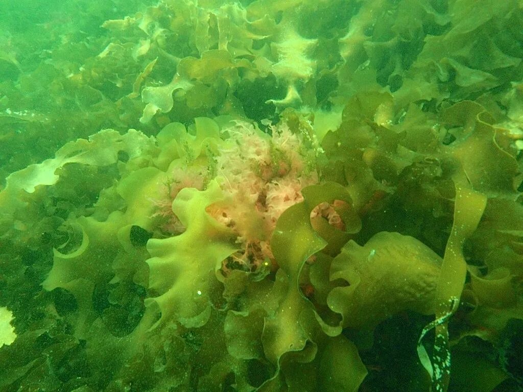 Форма водорослей в воде. Ульва водоросль. Зелёные водоросли ульва. Зеленые водоросли спирогира. Зеленые водоросли спирогира.