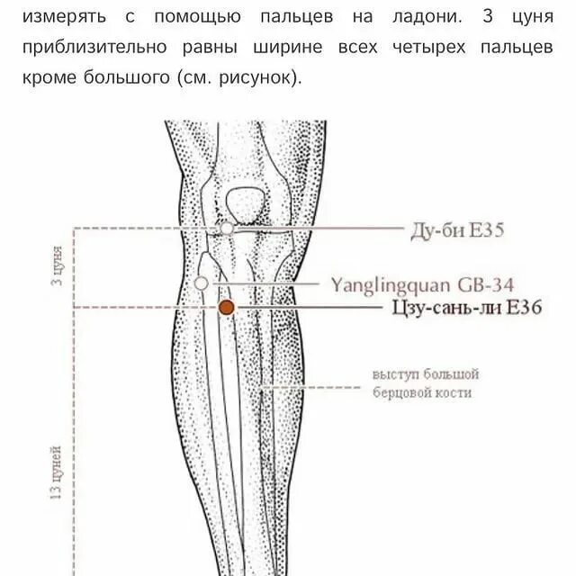 Точка Цзу-Сань-ли. Точка е 36 Цзу-Сань-ли. Цзу-Сань-ли точка долголетия. Место локализации точки Цзу-Сань-ли.