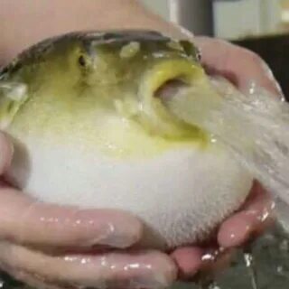 Почему рыгаю яйцом