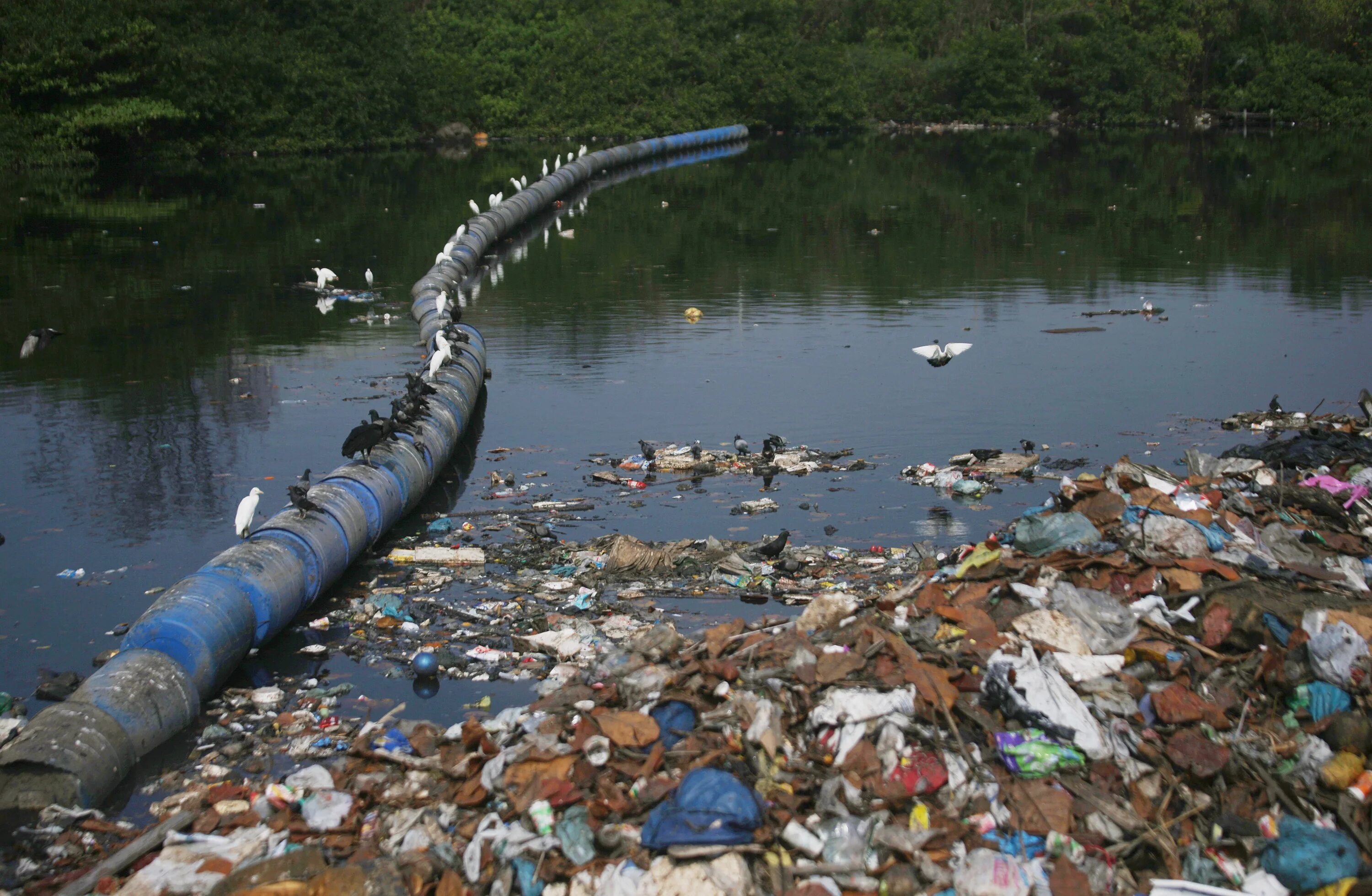 Рост загрязнения воды