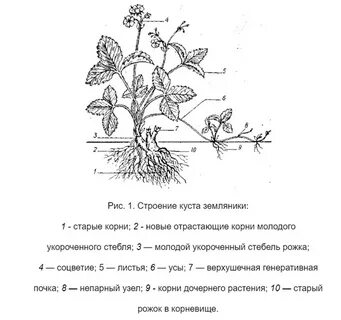 Внешнее строение клубники
