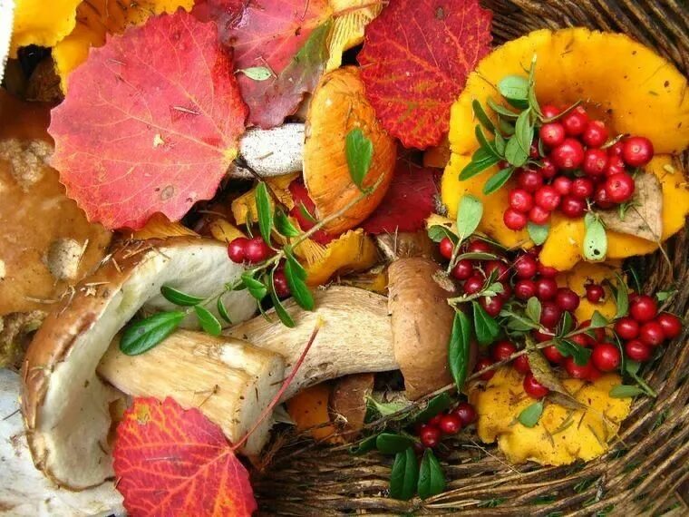 Что нужно есть осенью. Дары осени. Осенние дары. Осенние дары природы. Осенние дары леса.