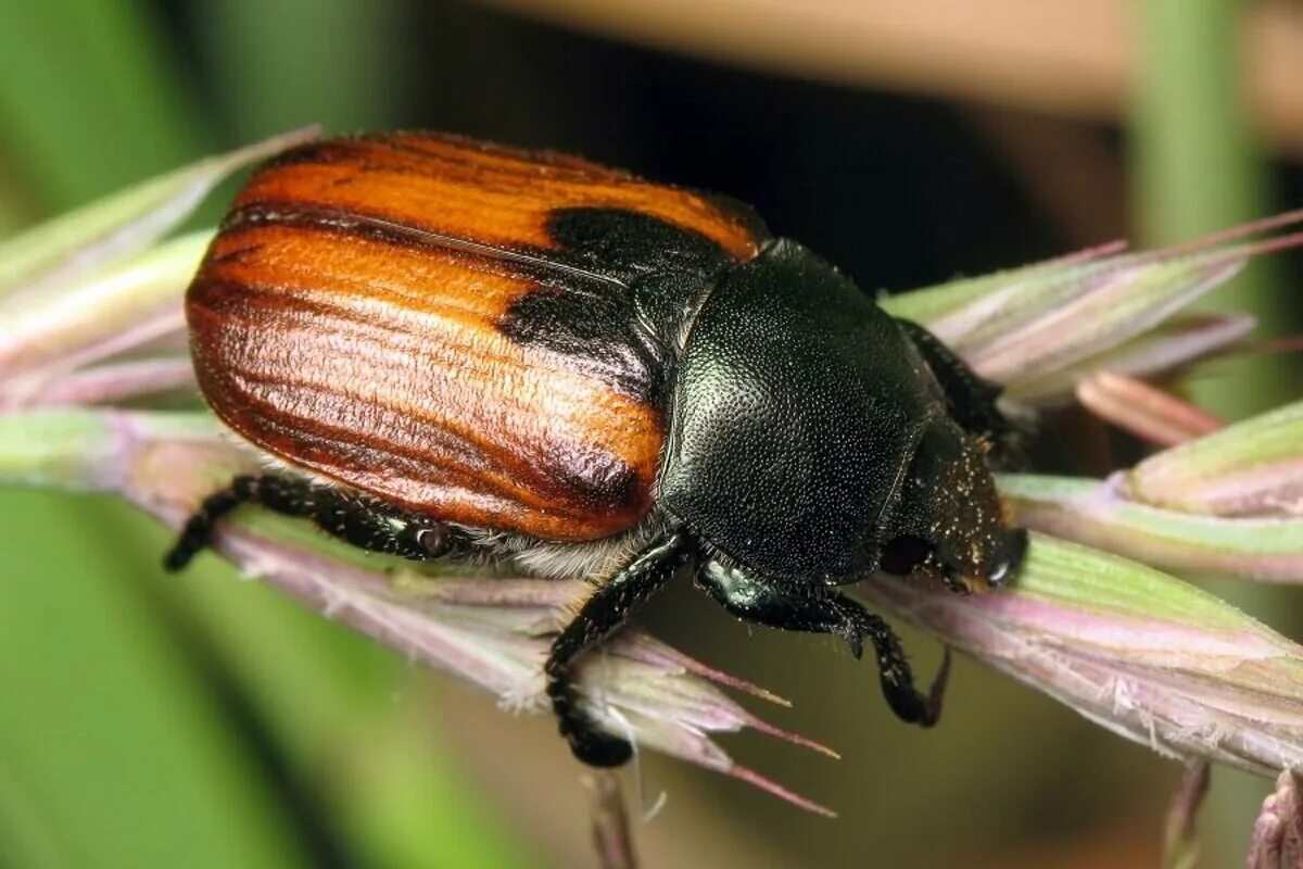 Жук вредное насекомое. Хлебный Жук (Anisoplia austriaca). Жук Кузька. Хлебный Жук Кузька личинка. Хрущ Кузька.