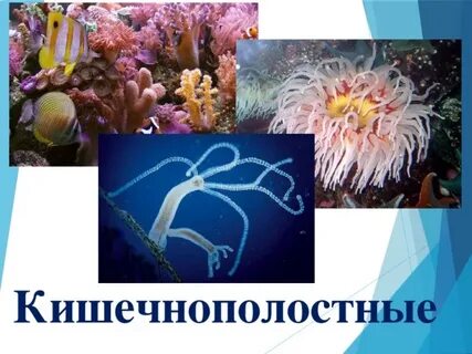 Какие черви кишечнополостные