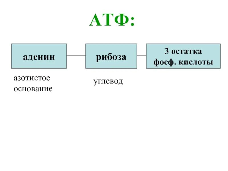 АТФ азотистое основание рибоза. Молекула АТФ азотистое основание. Рибоза в АТФ. Аденин в АТФ.