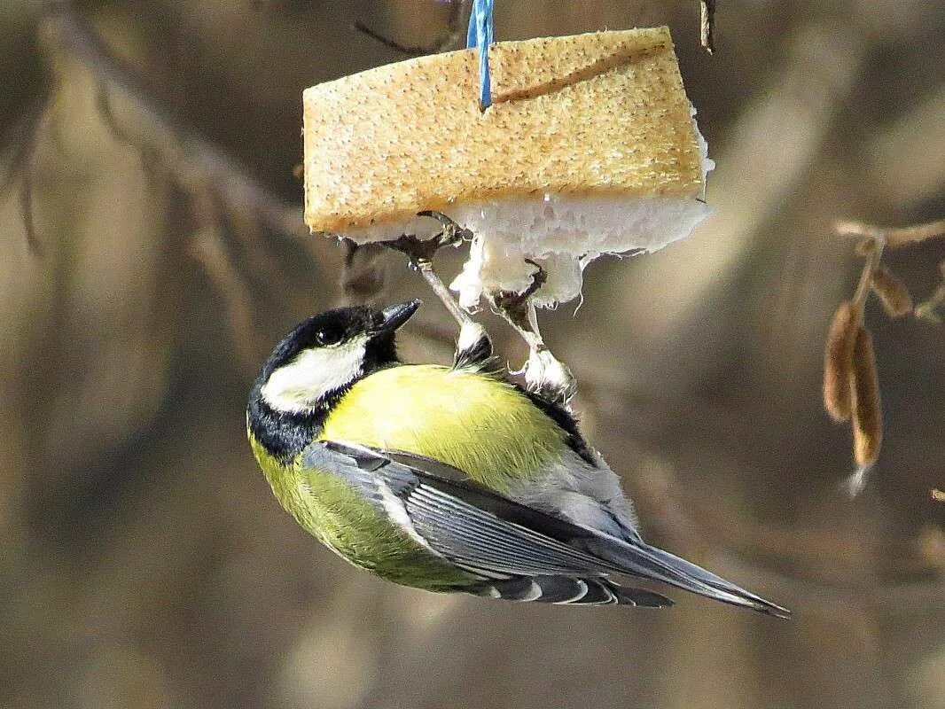 Синички любят сало. Сало для синичек. Кормушка "синичка". Синица лазоревка клюёт синиц. Синица лазоревка клюёт синиц.