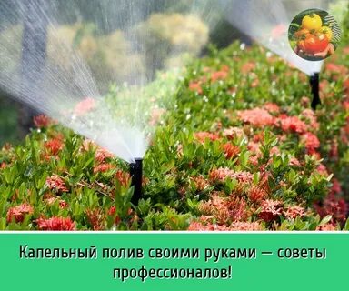 Полив трав
