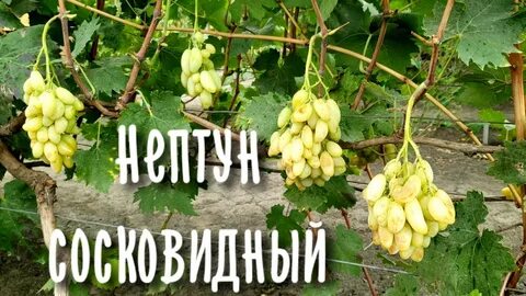 Кишмиш нептун