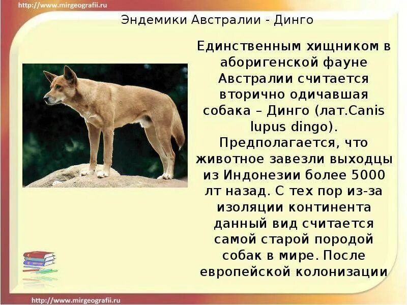 Где обитает собака динго на каком материке. Эндемик австралии собаки динго. дикая собака динго доклад. сообщение о дикой собаке динго. животные австралии сообщение динго.