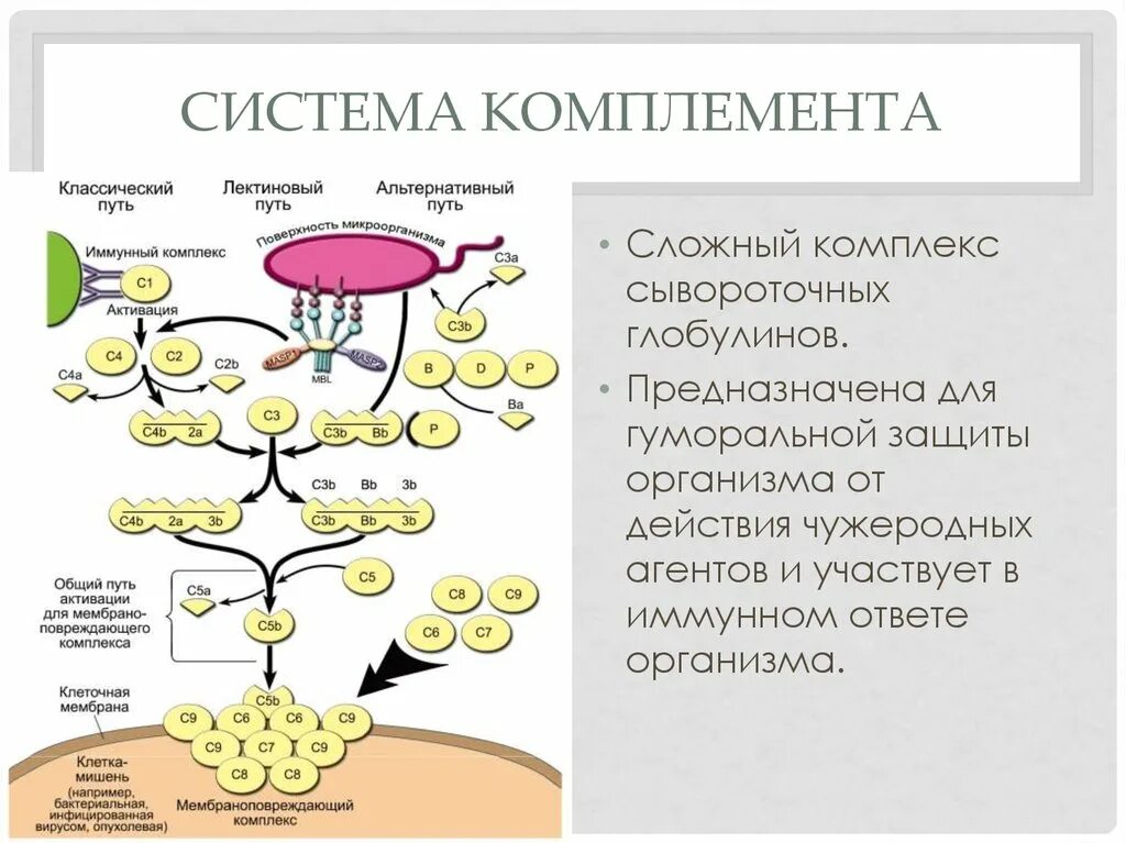 Комплемент иммунитет. Система комплемента биохимия кровь. Система комплемента иммунология схема. Система комплемента микробиология. Схема активации белков системы комплемента.