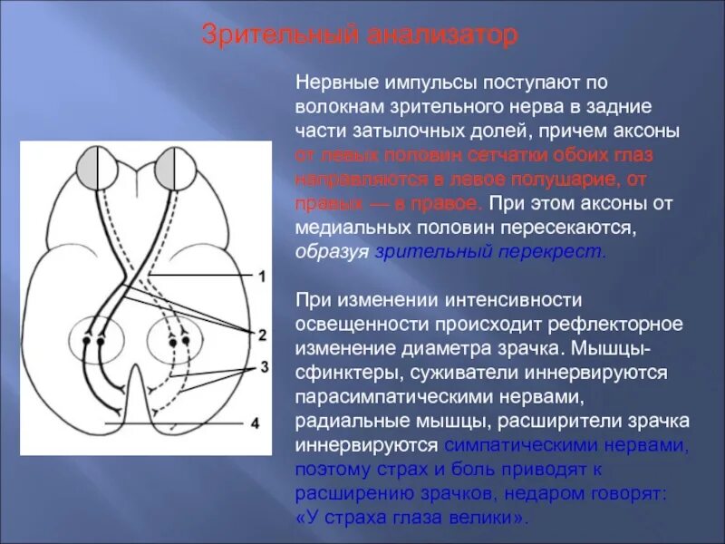 Зрительный нерв образован. Афферентные волокна зрительного нерва. Зрительный нерв нерв иннервирует. Медиальные волокна зрительного нерва. Зрительный нерв образован аксонами клеток:.