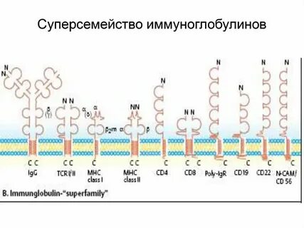 Белок иммуноглобулин 8