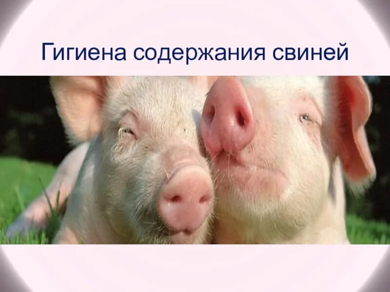 Гигиена содержания животных. Гигиена содержания свиней. гигиена свиней, презентация. свинья в конце презентации. свободно выгульная система содержания свиней.