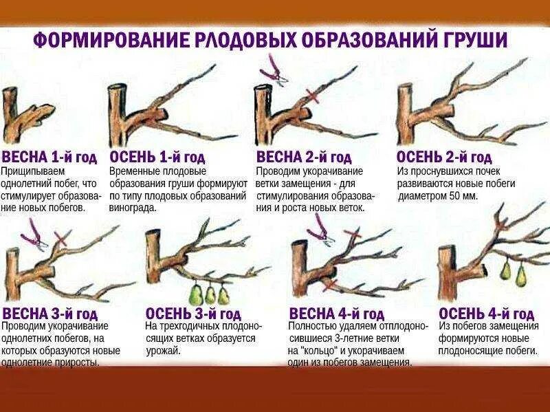 Правильная обрезка веток деревьев. Обрезка груши весной 3 года для начинающих. схема обрезки молодой груши весной. формирующая обрезка груши весной. обрезка груши весной для начинающих 3 летней.