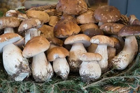 Почему грибы вкусные
