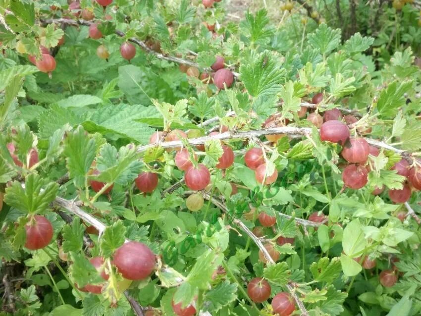 Саженцы крыжовник конфетный. Конфетный сорт крыжовника. Крыжовник богатырь. Крыжовник конфетный куст.