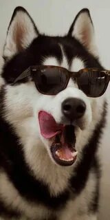 Pin em sunglass husky 😎 