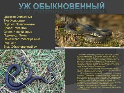 К кому относятся змеи