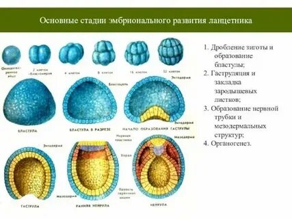 Бластула представляет собой личинку зародыш