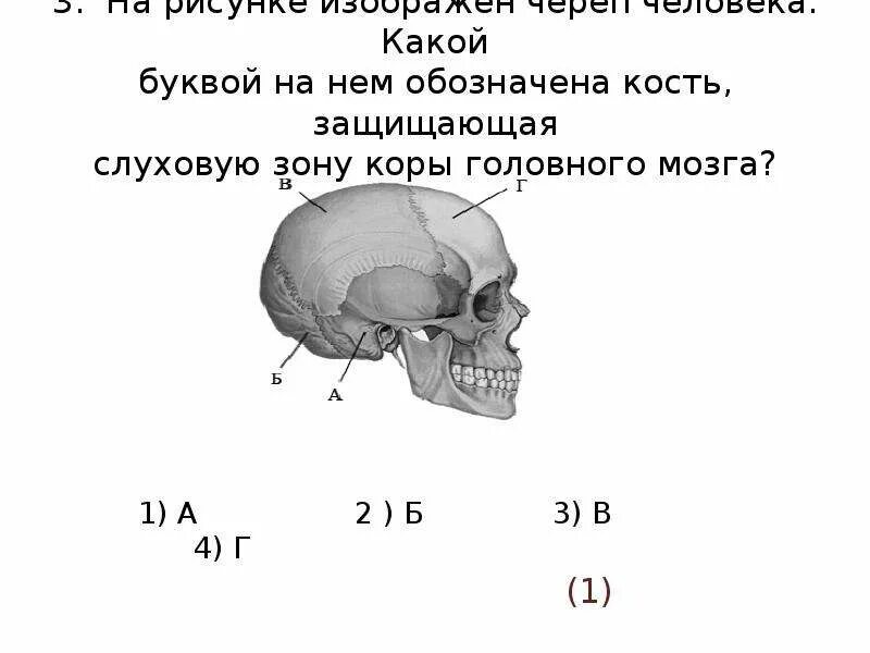 Какой буквой на рисунке. Кость защищающая слуховую зону коры головного мозга. На рисунке изображен череп. На рисунке изображен череп человека. Кость защищающая слуховую зону коры головного мозга какой цифрой.