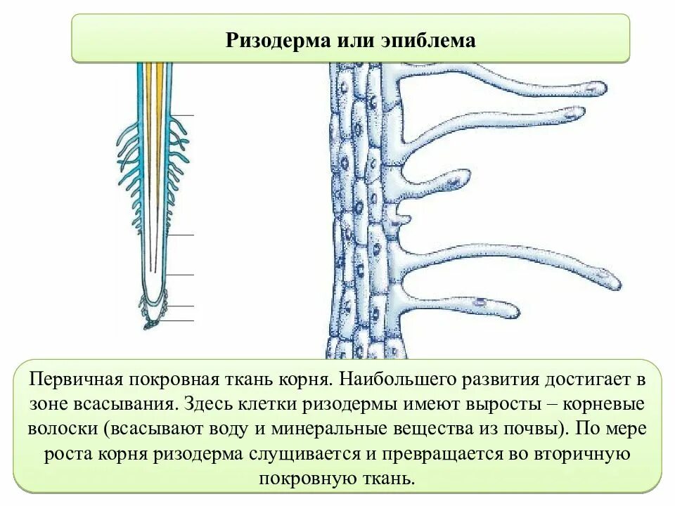 Ризодерма (эпиблема). Покровная ткань корневой волосок. Ризодерма корневые волоски. Ткань корня ризодерма.