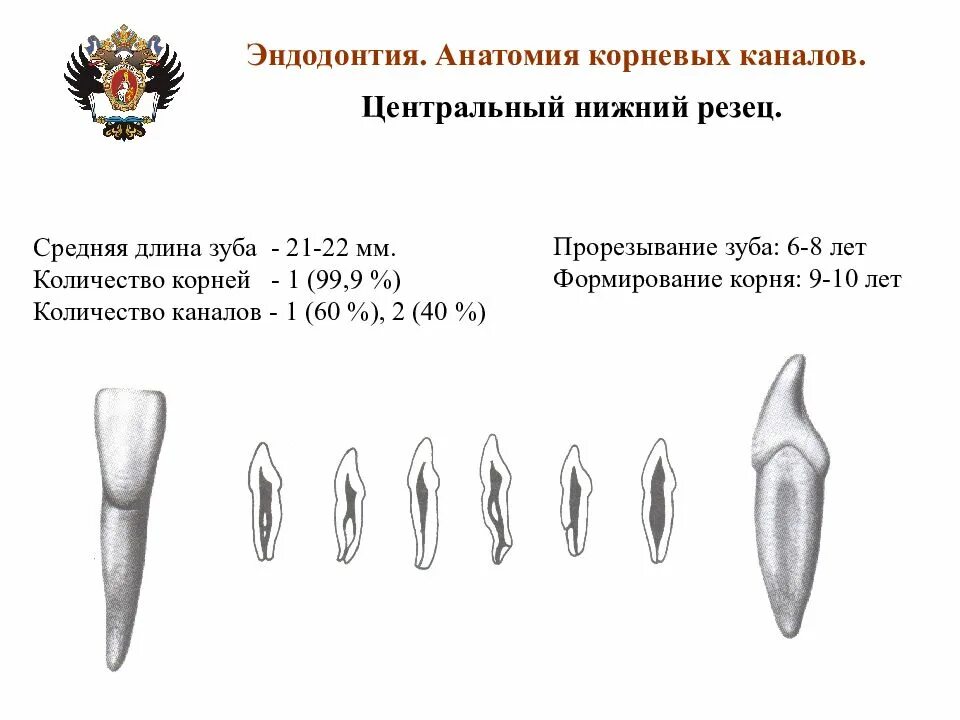 Анатомия корневых каналов 37 зуба. Анатомия устьев корневых каналов зубов. Анатомия корневых каналов 25 зуба. 47 Зуб анатомия корневых каналов.