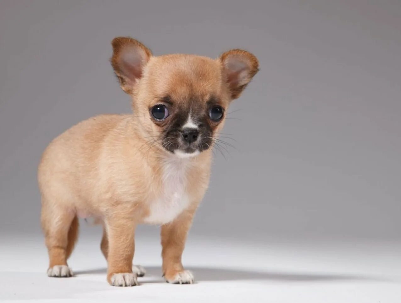 Название породы самой маленькой собаки. Чихуахуа короткошерстные. Чихуахуа Пуппи. Мексиканский чихуахуа гладкошерстный. Тайский чихуахуа.