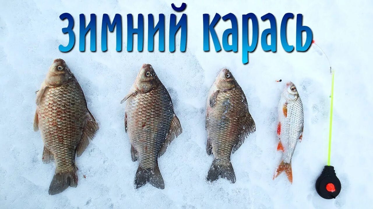 Зимний карась. Карась зимой. Карась зима. Февральские рыбы.