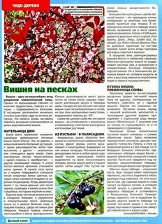 Вишня бессея описание сорта опылители