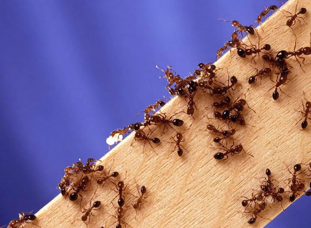 Термиты деревоеды. Фараоновые муравьи Муравейник. Фараоновые муравьи гнездо. Термиты и муравьи.