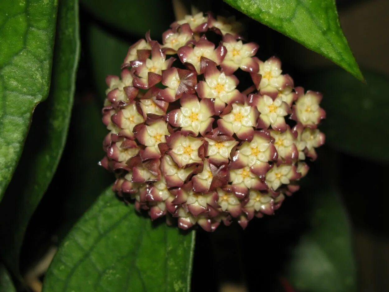 Финлансони хойя. Hoya finlaysonii splash. Хойя финлайсони сплеш. Финлансони хойя. Финлансони хойя.