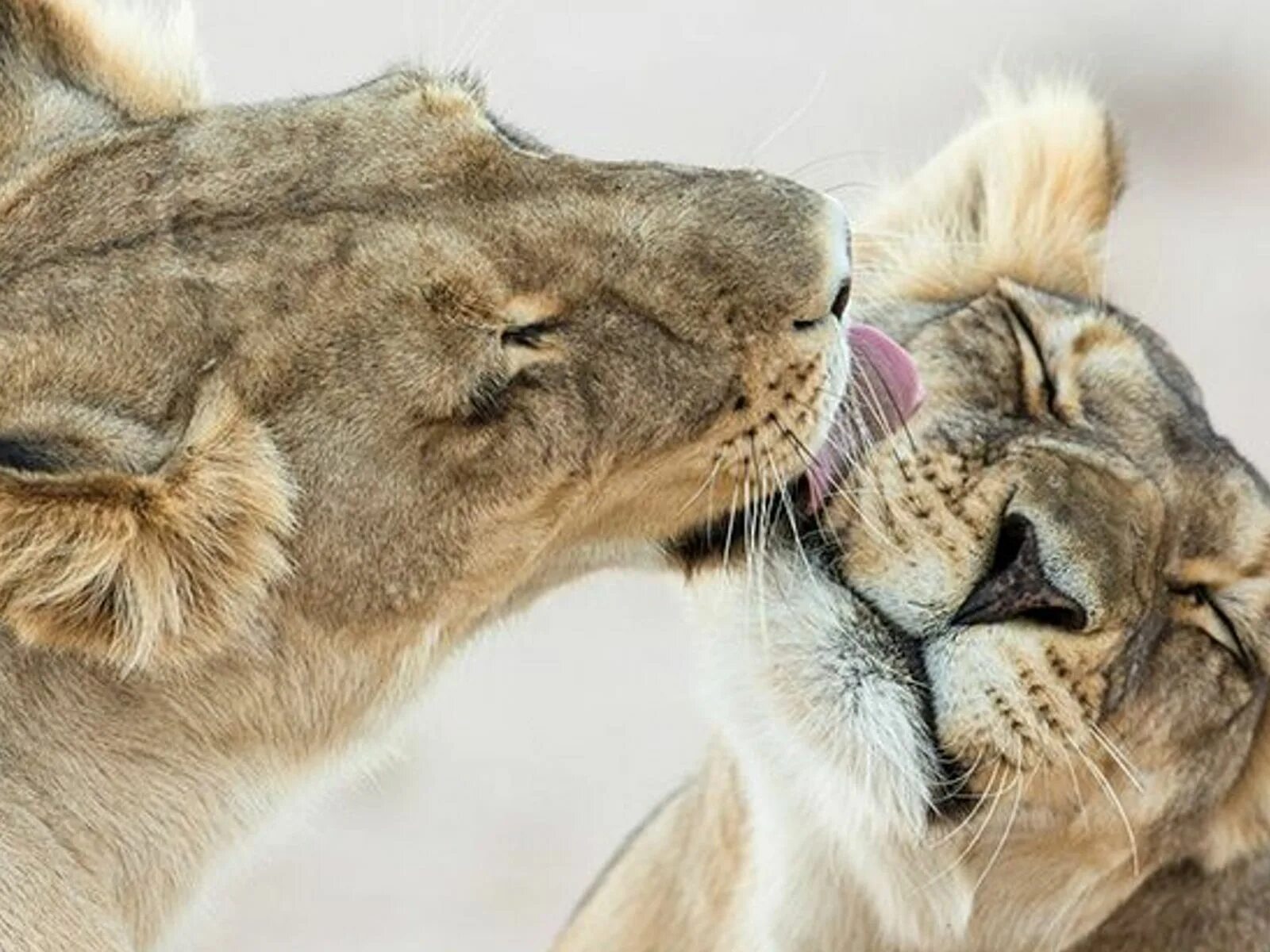 Ласковые звери фото. Любовь животных. Нежность животные. Лев и львица. Объятия животных.