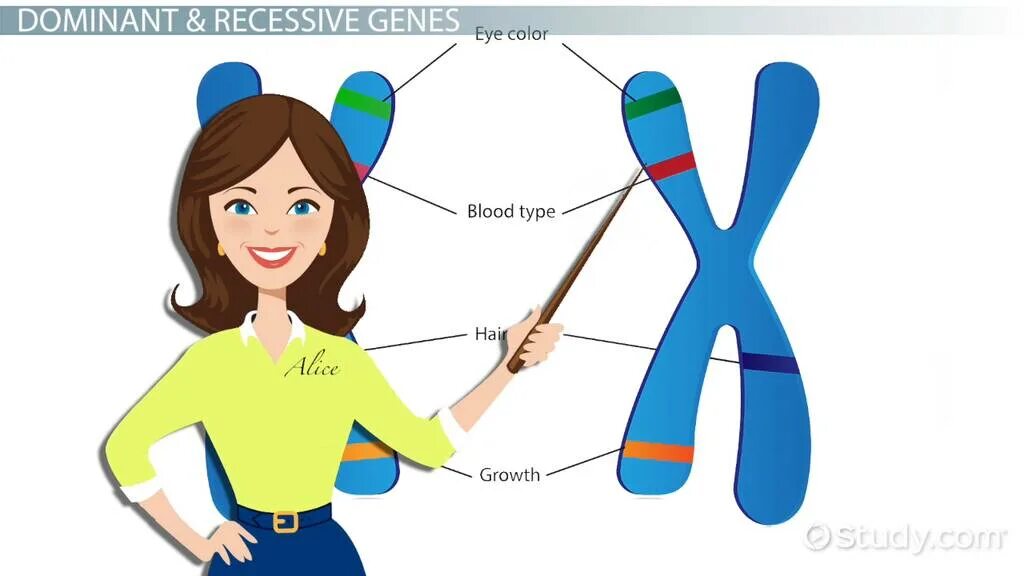 Dominant and recessive Genes. Recessive Gene. Dominant Gene. Dominant Gene Eyes.