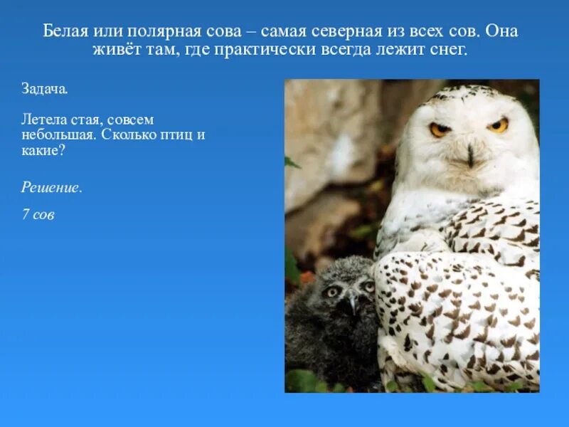 В какой природной зоне обитает белая сова. Полярная Сова в Московском зоопарке. Полярная Сова ареал обитания. Где живет белая Сова. Где живёт Полярная Сова.