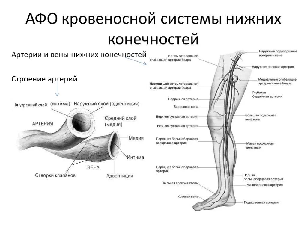 Афо строения вен нижних конечностей. Атеросклероз артерий нижних конечностей классификация. Афо сосудов нижних конечностей. Схема строения вен нижних конечностей.