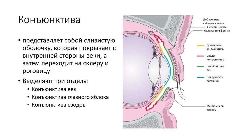 Строение глаза конъюнктива склера. Конъюнктива глазного яблока анатомия. Конъюнктива строение и функции. Тарзальная конъюнктива век.