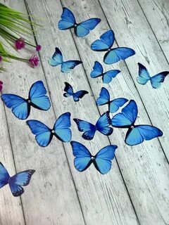 Картинки бабочек для букета