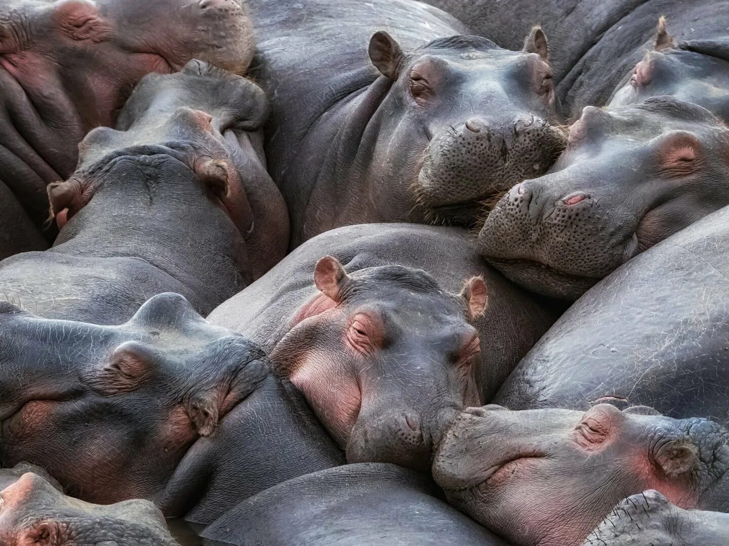 Бегемот рисунок. Гиппопотам гиппопотам. Звук издает бегемот. Обыкновенный бегемот. Звук издает бегемот.