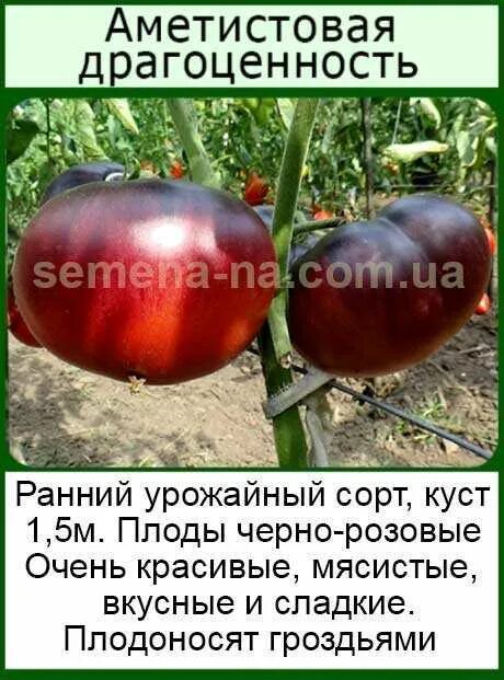 Томаты аметистовая драгоценность отзывы фото. Сорт помидор аметистовая драгоценность. томат аметистовая драгоценность описание сорта. томат аметистовая драгоценность семена. томат аметистовая драгоценность характеристика.