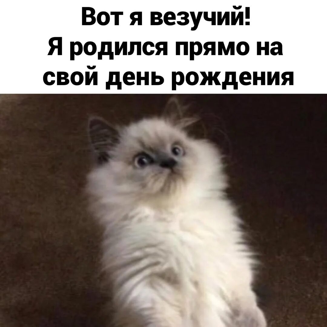 Я родился чтоб вам показать как сук. Я родился с днем рождения. Ну вот я и родился. Ну вот и день рождения у меня. С днем рождения меня вот родился я.