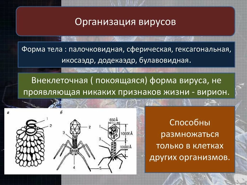 Размножается в клетках других организмов