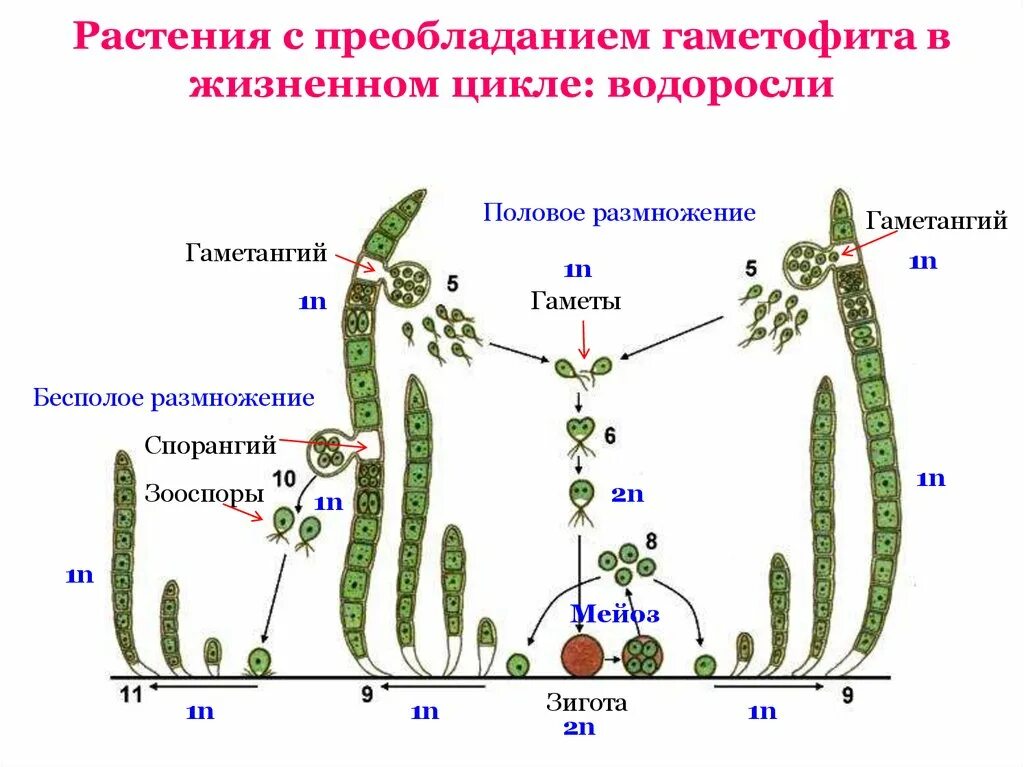 Каким поколением является спорофит. Жизненный цикл растений улотрикса. Цикл развития водорослей схема. Жизненный цикл улотрикса схема. Цикл водоросли улотрик.