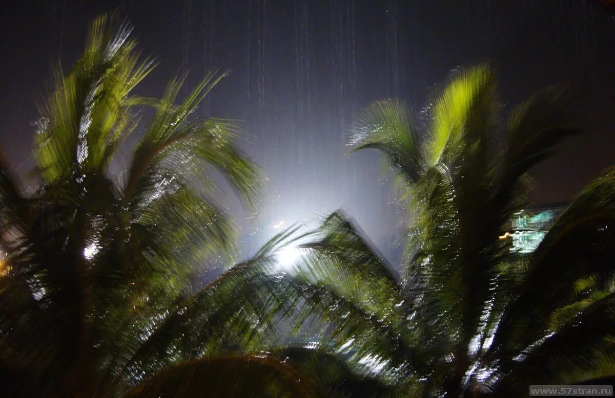 Тропический ливень. Тропический дождь. Дождь в тропиках.